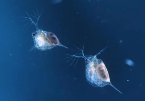 Wasserfloh Plankton Stock Photos