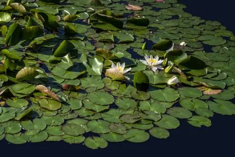 Wasserlilien Stock Photos
