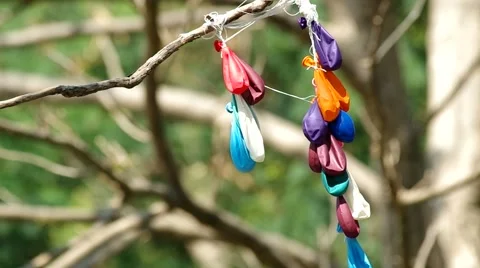 Waste balloons on the tree Stock Footage 47793053