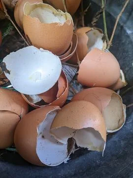 Waste from chicken egg shells Stock Photos