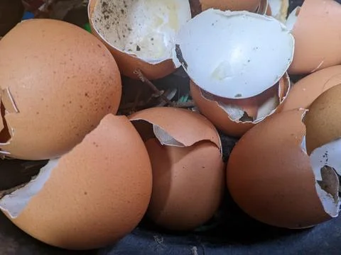 Waste from chicken egg shells Foto stock