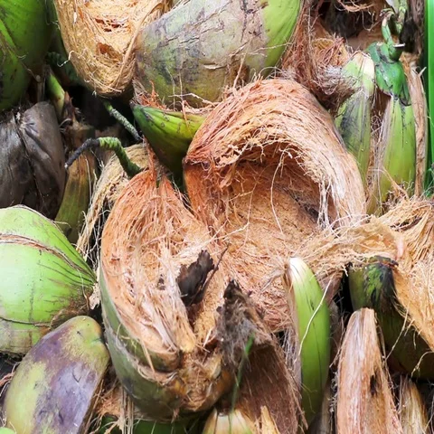 Waste coconut on the ground Stock Footage 69489318