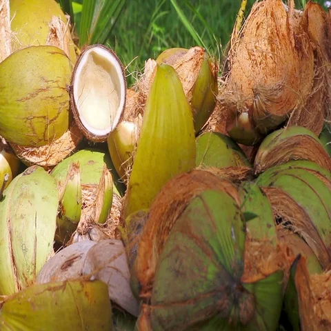 Waste coconut shell lying Stock Footage 69489255