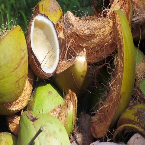 Waste coconut shells on the ground Stock Footage 69489310