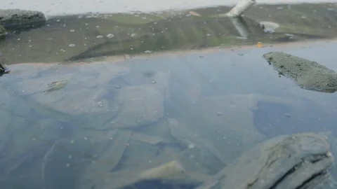 Waste floats in a highly polluted river Stock Footage 121907011