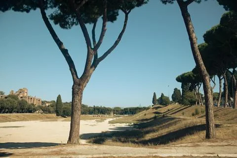 A waste ground with tall pine trees in Rome Foto stock