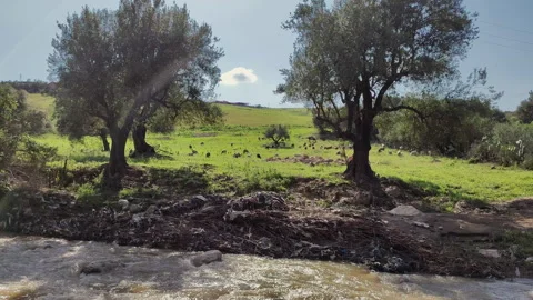Waste Pipe Polluting the Environment. Drain Carrying Sewage and Dirty Water Stock Footage 337434893