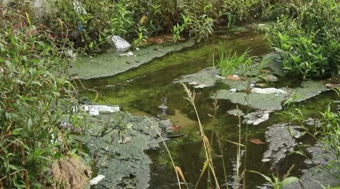 Waste in a polluted creek _2 Stock Footage 8912636