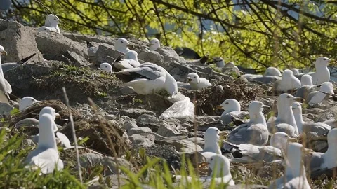 Waste - Ring-necked gull trying to get rid of plastic bag on its foot, 2k Stock Footage 154143201