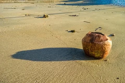 A waste of used drinking coconuts with the top open lying on the beach sand.. Stock Photos