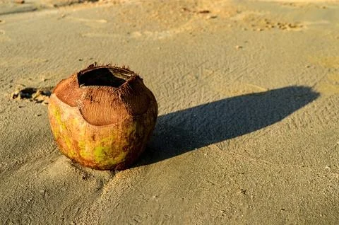 A waste of used drinking coconuts with the top open lying on the beach sand.. Stock Photos