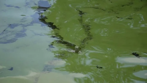 Waste in the water Stock Footage 112863355