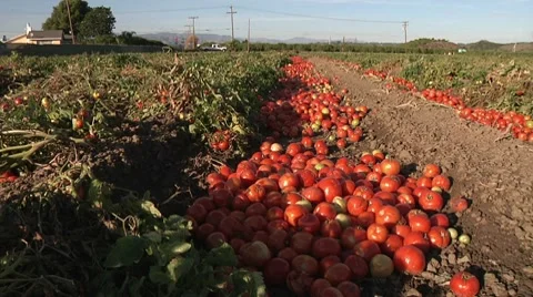 Wasted Bounty: Dramatic Scene of Discarded Tomatoes Among Picked Plants Stock Footage 10703242