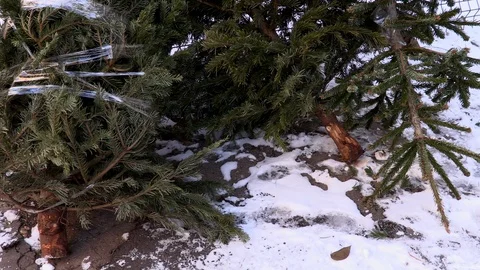 Wasted Christmas trees lying in the snow after the holidays Stock Footage 100852626