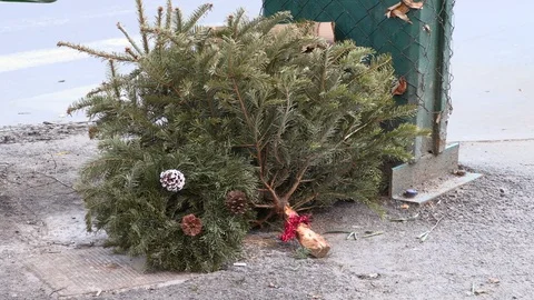 Wasted fir tree and wreath after Christmas holidays in the city Stock Footage 100767921