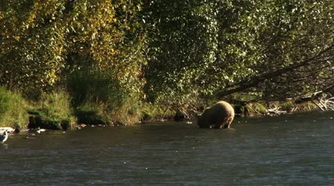 Wasteful Brown Bear Discards Fresh Killed Salmon Stock Footage 12462689