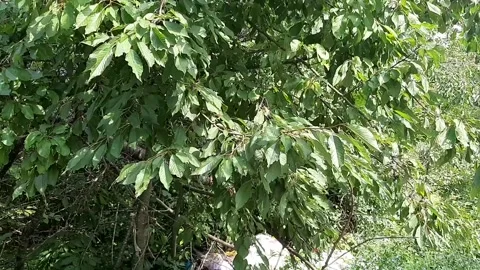 Wasteland in a forest. Problem of pollution Stock Footage 247055925