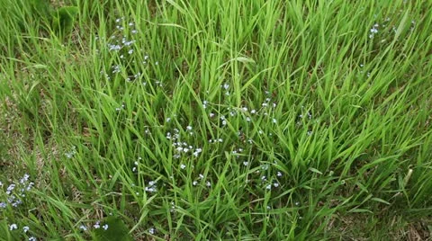 Wasurena-gusa Stock Footage 11190959