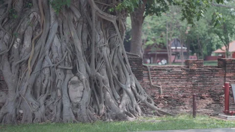 Wat Mahathat Tree Bound Buddha Head Wide Shot at Ayutthaya Historic Park Stock Footage 337532746