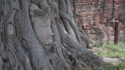 Wat Mahathat Tree Bound Buddha Head Close Up Shot at Ayutthaya Historic Park Stock Footage 337532790