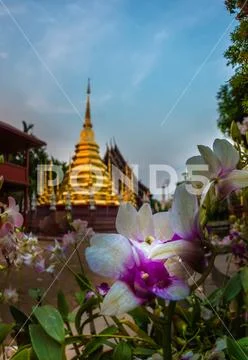 Wat Phantao Orchid Flowers Chiang Mai City Thailand Stock Photos