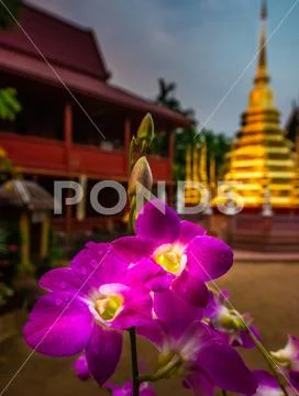 Wat Phantao Orchid Flowers Chiang Mai City Thailand Stock Photos