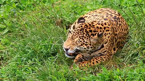 Watch a captivating slow motion video of a magnificent,large male jaguar Stock Footage 128434813