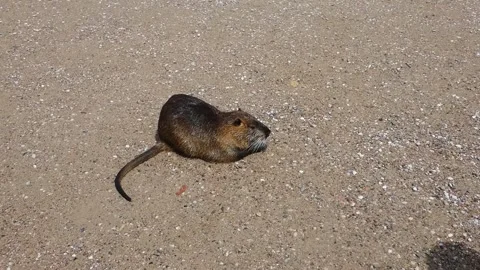 Watch a capybara stroll along a sandy path in a popular park during the warm aft Stock Footage 337813757