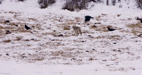 Watch as Crafty Fox Guards Winter Forest from Intruding Birds Vídeo Stock 239961961