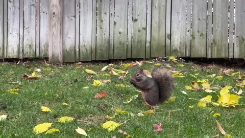 Watch a curious squirrel as it navigates through vibrant autumn leaves in a Stock Footage 321091693