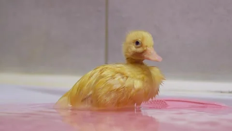 Watch Cute Ducklings Happily Bathing in Vibrant Pink Water Adorable and Sweet Stock Footage 306491259