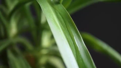 Watch a drop trace a path down a lush green leaf Each drop magnifies the leafs Stock Footage 274043123