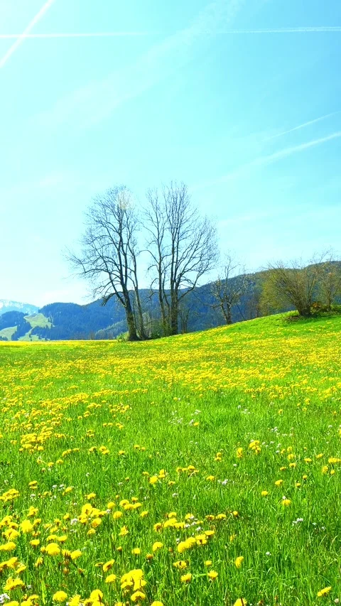 Watch Flowing Clouds Drift Over a Peaceful Meadow in Timelapse, with a Majest Stock Footage 309219219