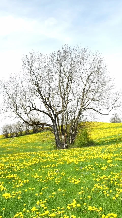 Watch Flowing Clouds Over a Peaceful Meadow in Timelapse: A Single Tree, Vibr Stock Footage 309225996