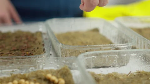 Watch as a gardener lovingly plants microgreen seeds, creating her own supply of Stock Footage 247314213