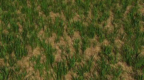Watch the Grass Grow Stock Footage 21624115