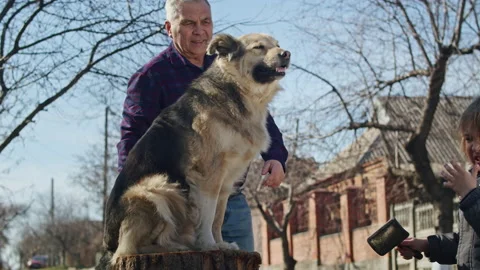 Watch the heartwarming bond between a man and his cute Basenji dog, as they Stock Footage 236431306