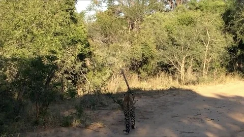 Watch a leopard leap high into the air during epic bird-hunting fail Stock Footage 106301046