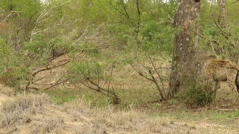 Watch a leopard outsmart a hyena to get back up a tree Stock Footage 106300493