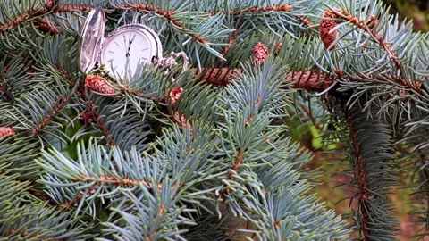 Watch lying on a branch Stock Footage 160677632