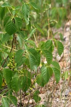 Watch Out Stock Photos
