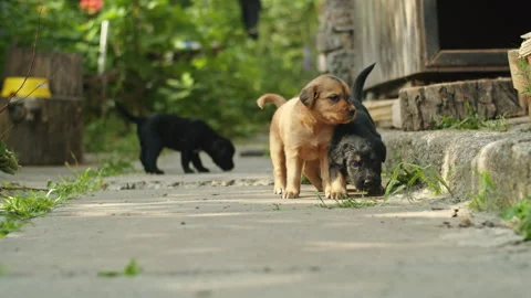 Watch the playful interaction between adorable German Shepherd and Husky mix Stock Footage 244429342