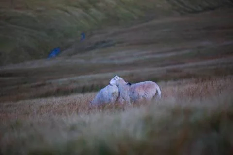 On watch sheep  Stock Photos