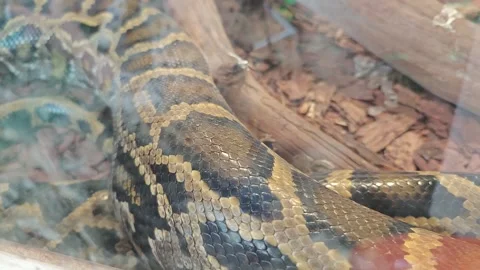 Watch a snake move through its habitat in a glass enclosure at a zoo 库存影片 339593457