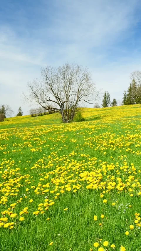 Watch Spring Come to Life in a Timelapse, Featuring Green Fields, Dandelions Stock Footage 309225878