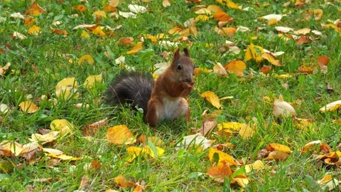 Watch a squirrel in an autumn park. A red squirrel with a fluffy tail eats sunfl Vidéo 250585802