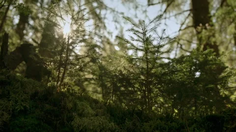 Watch sunlight filter through trees in Bavarian Forest National Park Stock Footage 325631137