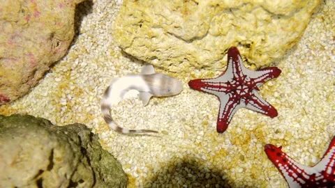 Watch the vibrant interaction of starfish and fish in their natural marine Stock Footage 277071086