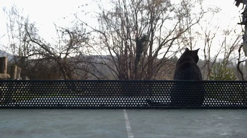 Watch winter sunset: A cat finds a watchtower on a sports table. Stock Footage 125581957