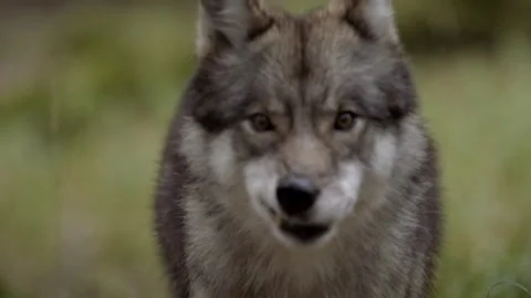 Watch a wolf approach in bavarian forest national park in germany Stock Footage 325636696